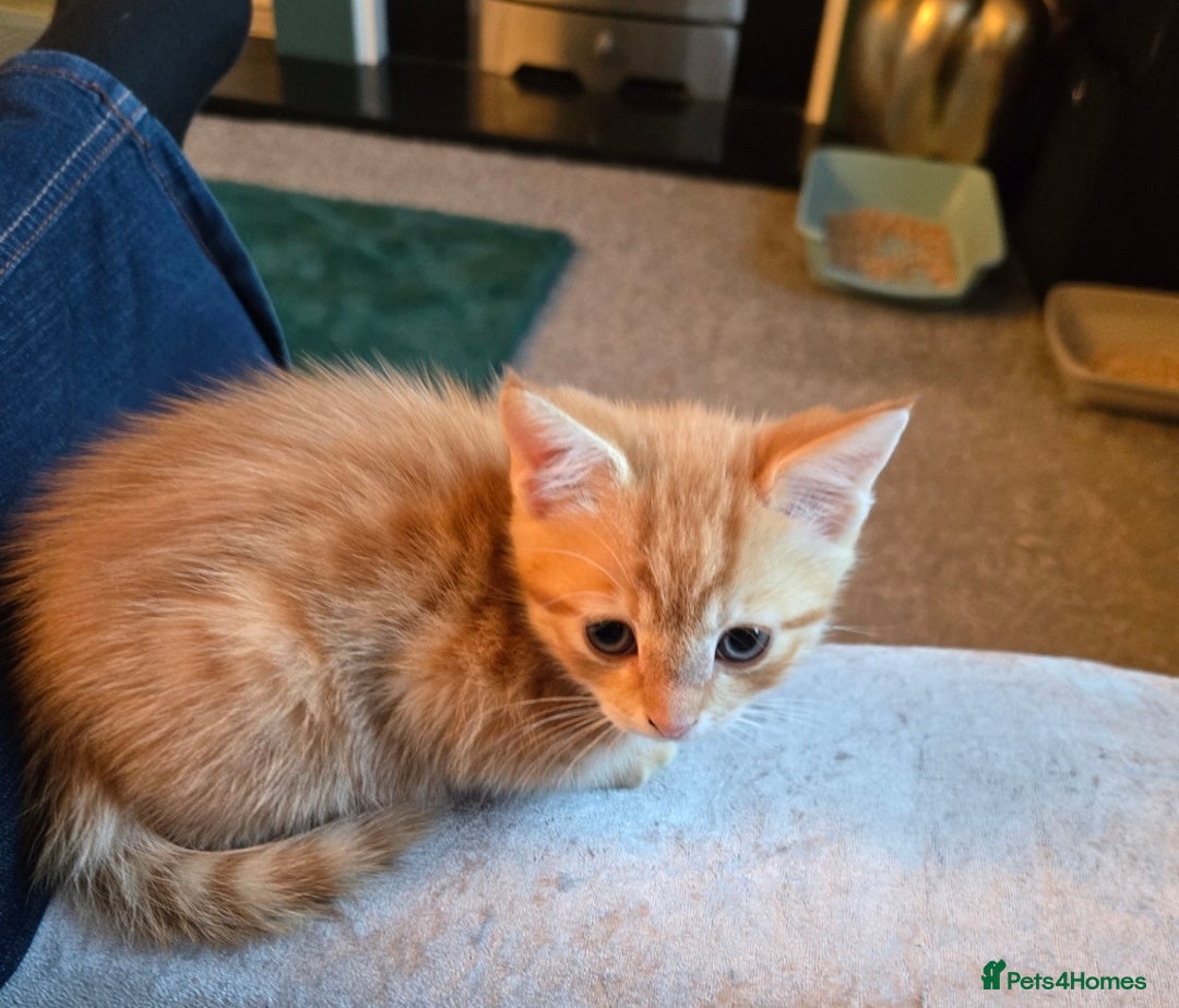 Mixed Breed cats for sale: Gorgeous ginger tabby kitten - Image 1