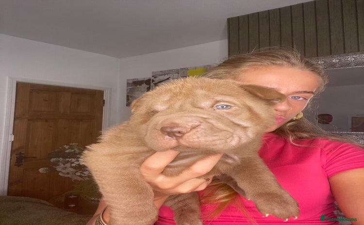 Shar Pei dogs - Advert 1