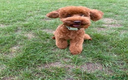 Cockapoo dogs for stud: Stunning F1b Cockapoo Stud – Friendly & Loving - Image 4
