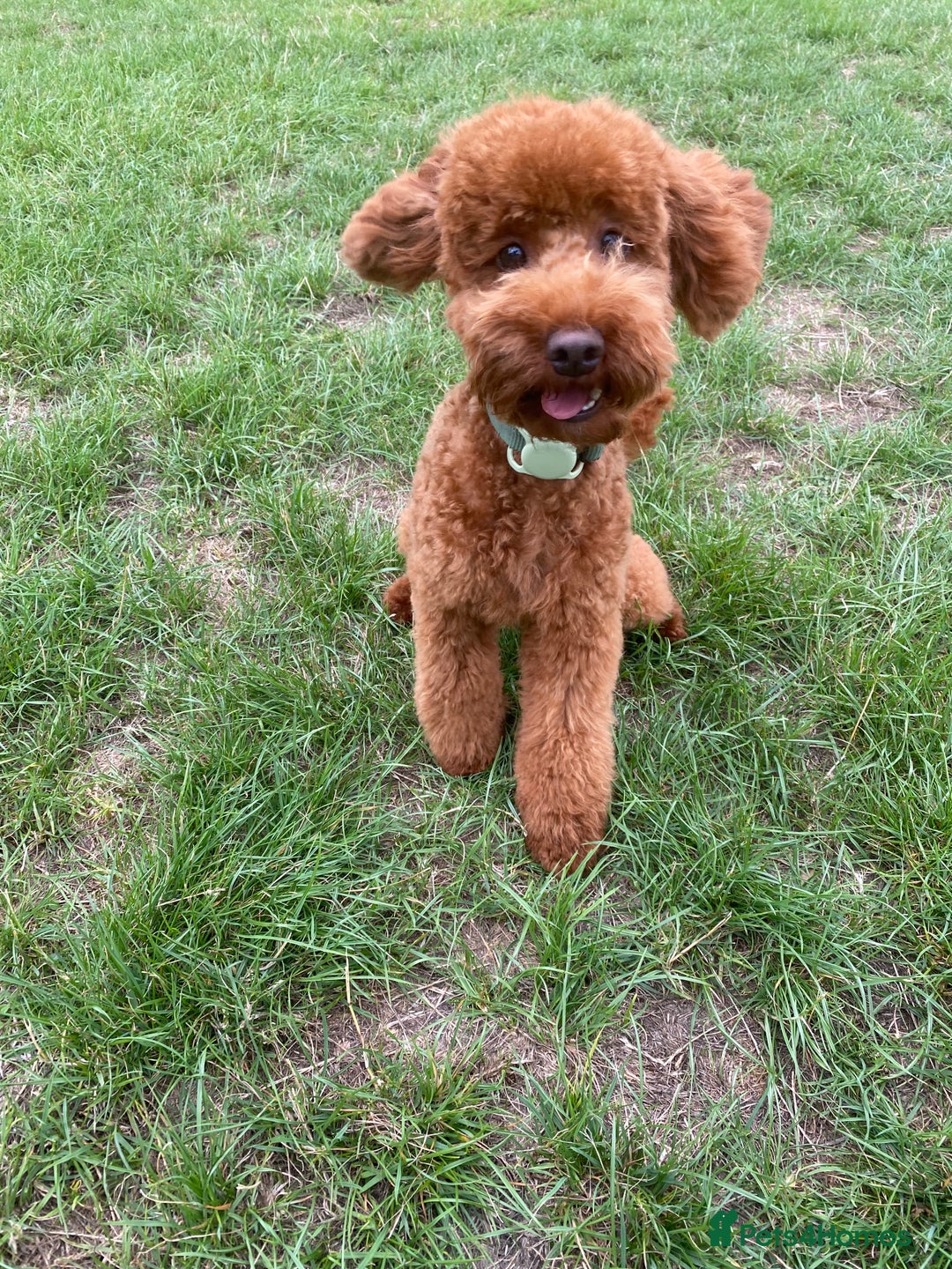 Cockapoo dogs for stud: Stunning F1b Cockapoo Stud – Friendly & Loving - Image 4