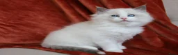 Ragdoll cats for sale: beautiful purebred Ragdoll kittens - Advert 10