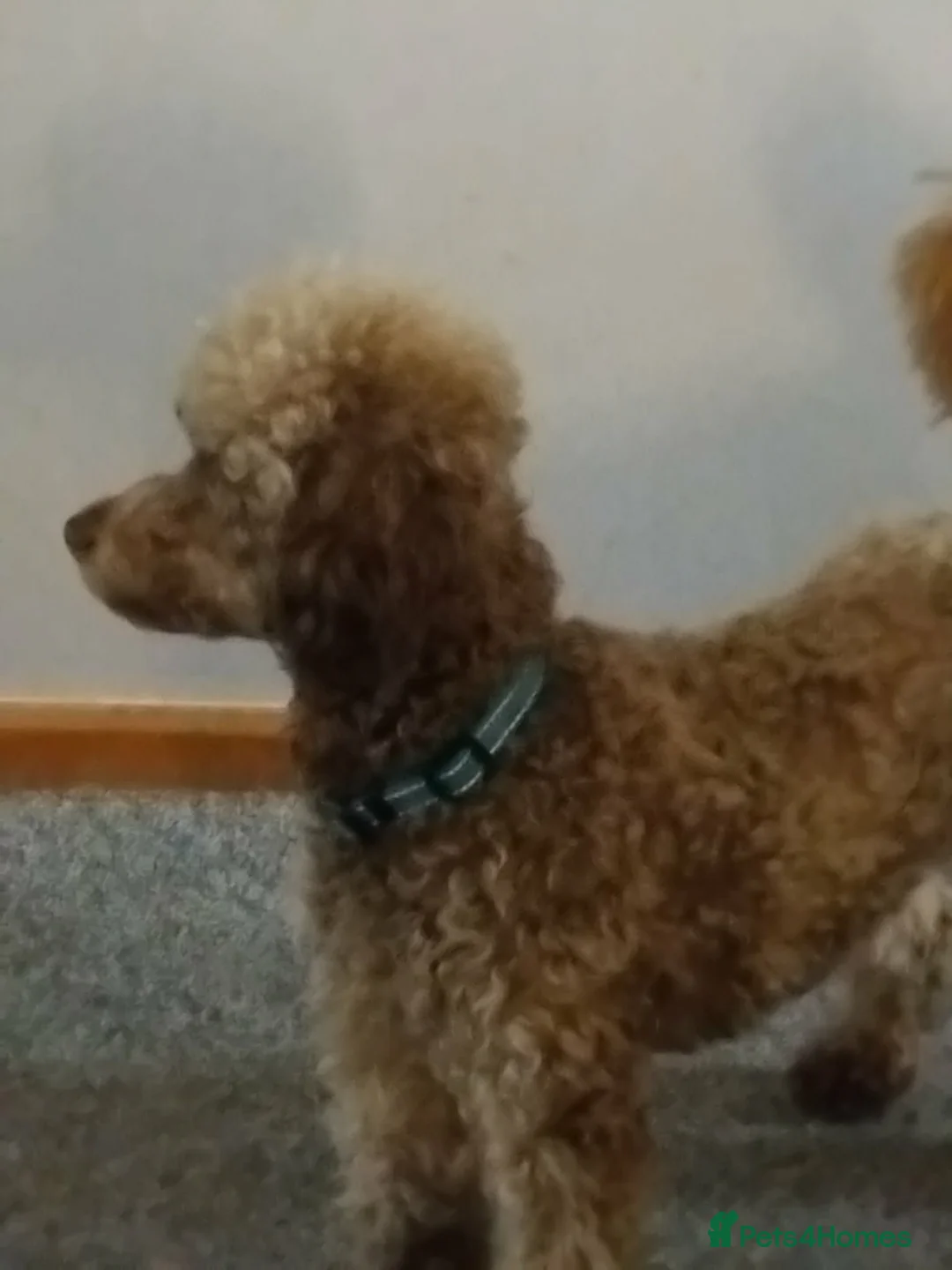 Toy Poodle dogs for stud: KC Reg Brown Toy Poodle For Stud - Advert 2