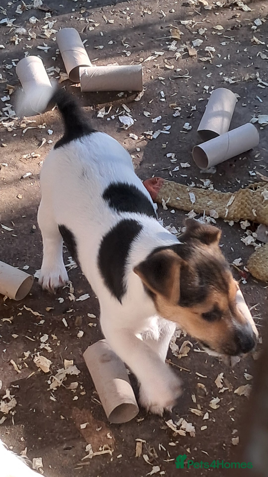 Jack Russell dogs for sale: KC Jack Russell pups, DNA Clear- LOA, SCA, PLL - Advert 2