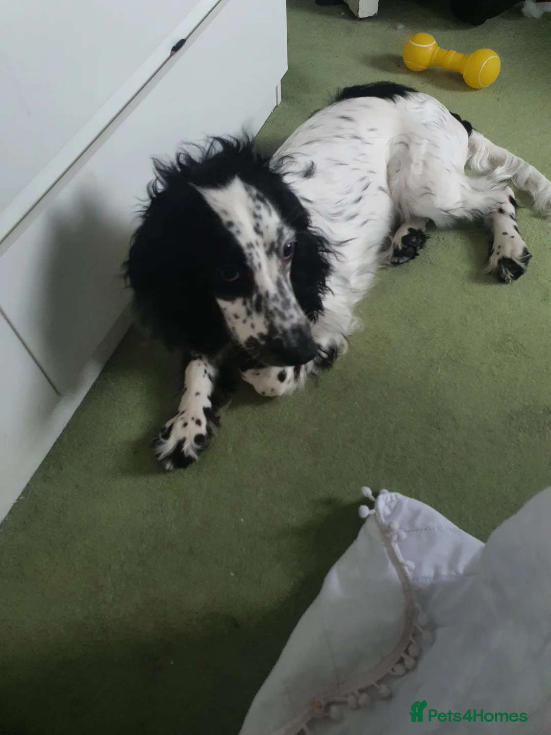 Cocker Spaniel dogs for sale: Lady Bobbi in London - Advert 1