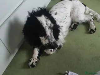 Cocker Spaniel dogs Lady Bobbi in London - Advert 4