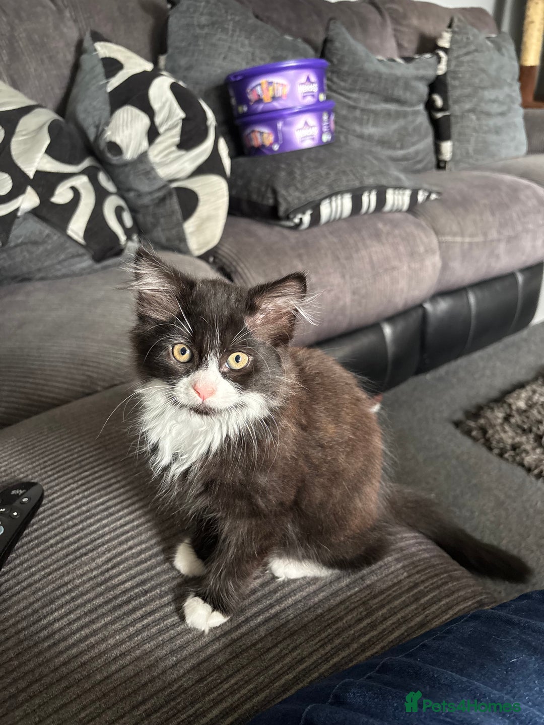 British Shorthair cats for sale: Female kittens for sale! - Image 1