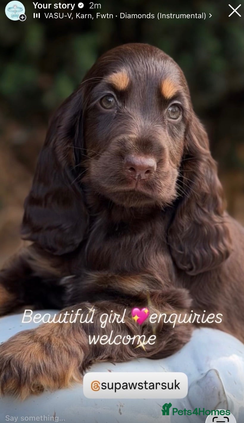 Cocker Spaniel dogs Stunning show cockers  - Advert 1