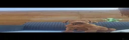 Rhodesian Ridgeback dogs for sale: Beautiful Rhodesian Ridgeback Puppies  - Advert 10