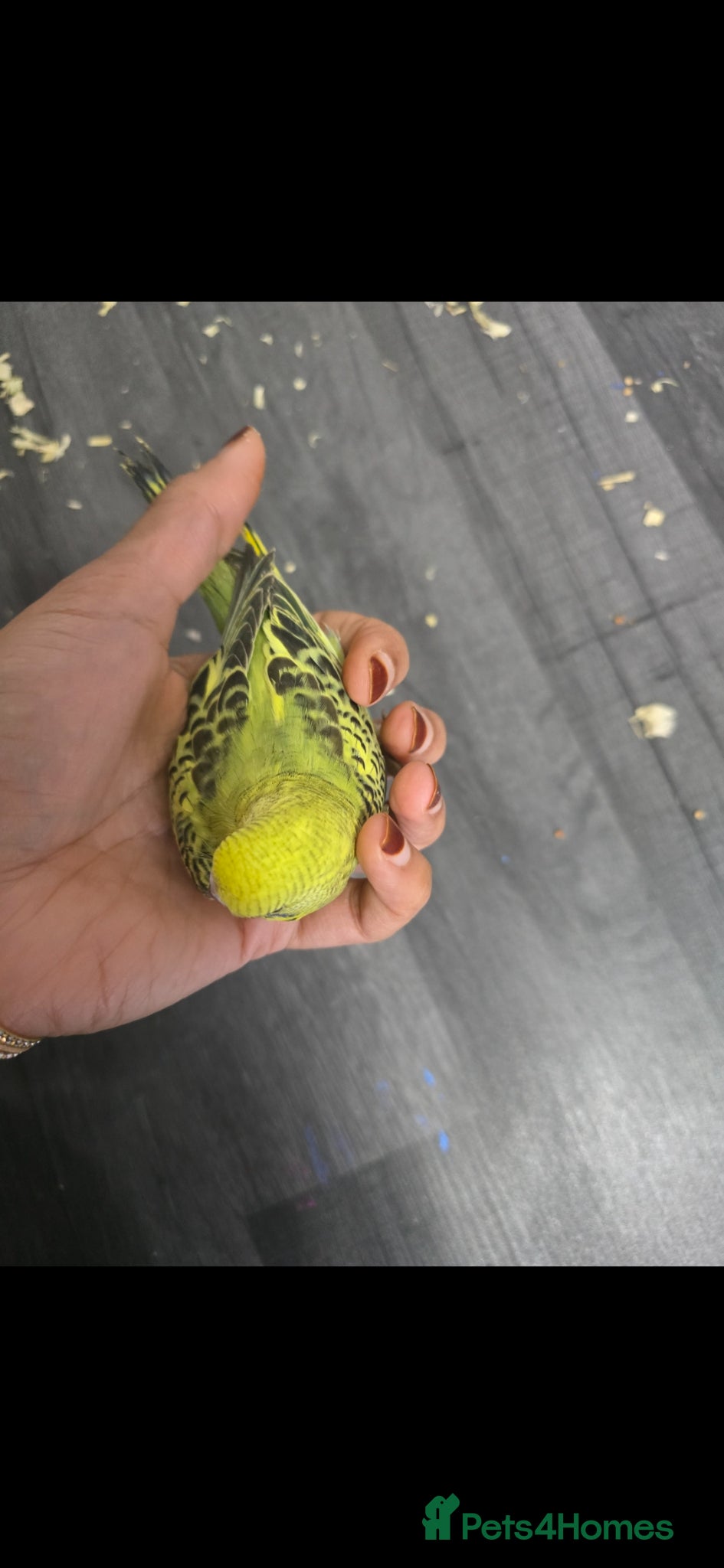 Budgerigars birds Baby budgies  - Advert 1