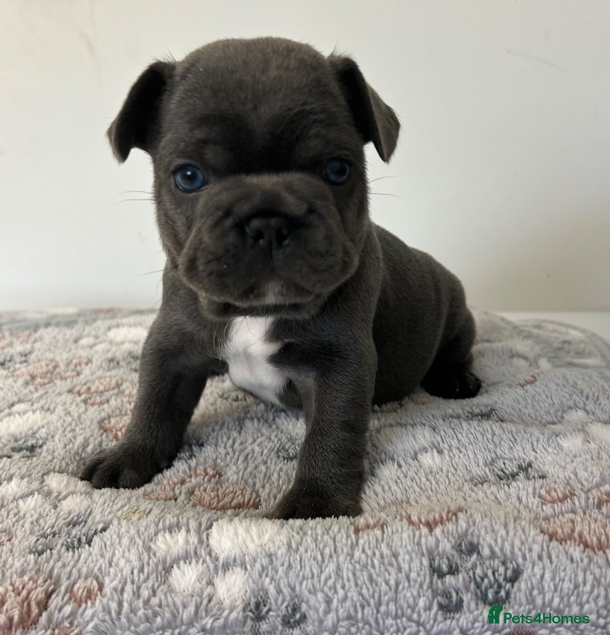 French Bulldog dogs  male looking for ⭐️⭐️⭐️⭐️forever home 🏠🐶🐾 - Advert 1