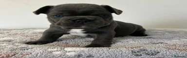 French Bulldog 1