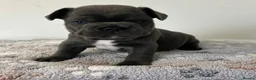 French Bulldog dogs for sale:  male looking for ⭐️⭐️⭐️⭐️forever home 🏠🐶🐾 in Stafford - Advert 1