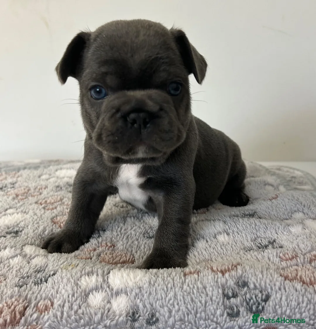 French Bulldog dogs for sale:  male looking for ⭐️⭐️⭐️⭐️forever home 🏠🐶🐾 in Stafford - Advert 1