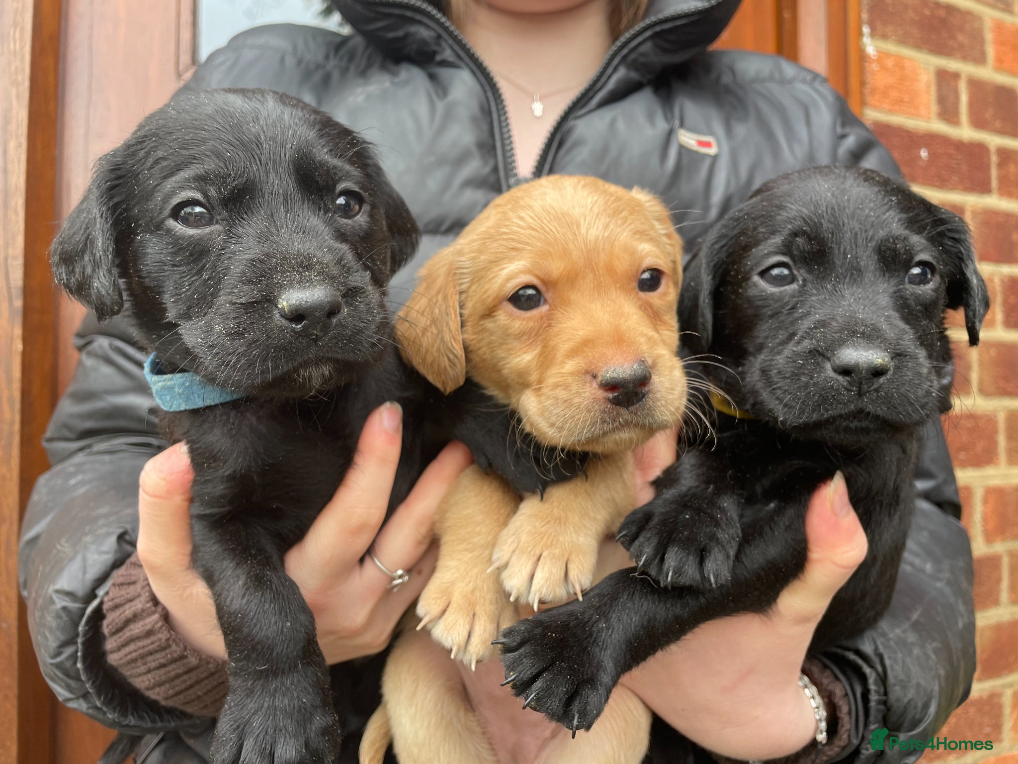Labrador Retriever dogs STUNNING KC REG BLACK AND YELLOW LABRADORS - Advert 1