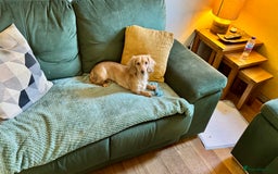 Miniature Dachshund dogs for sale: Long Haired Miniature Long Haired Cream Dachshund - Image 1