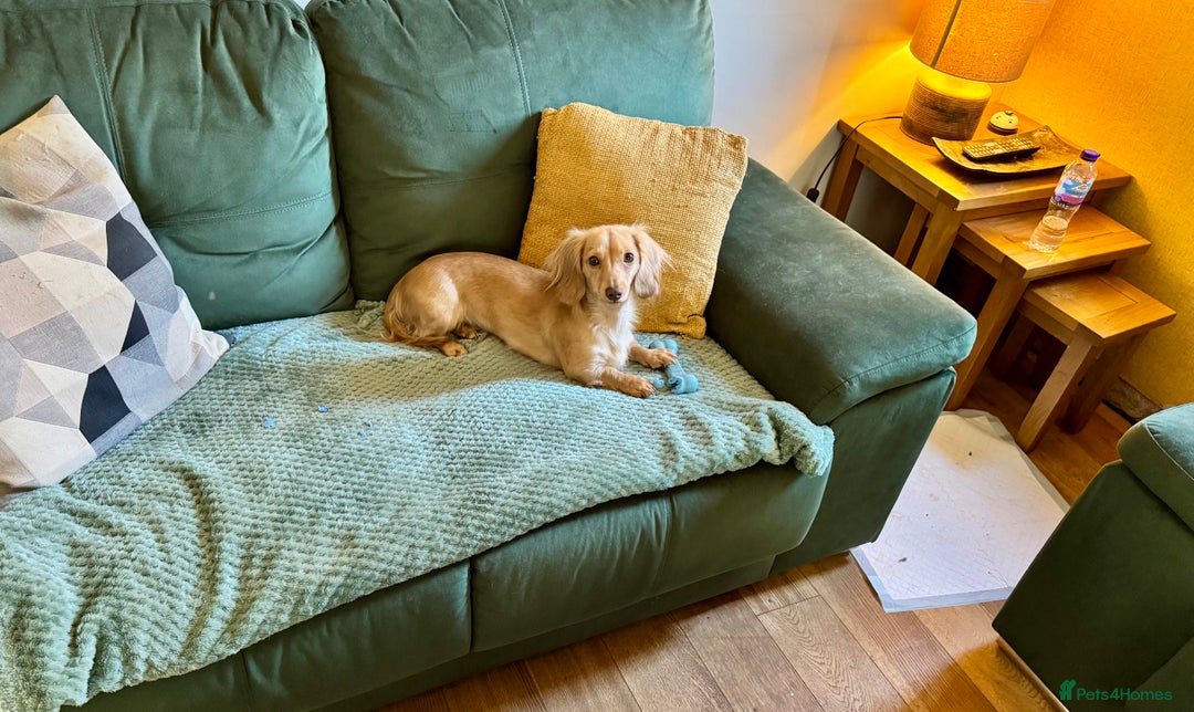 Miniature Dachshund dogs for sale: Long Haired Miniature Long Haired Cream Dachshund - Image 1