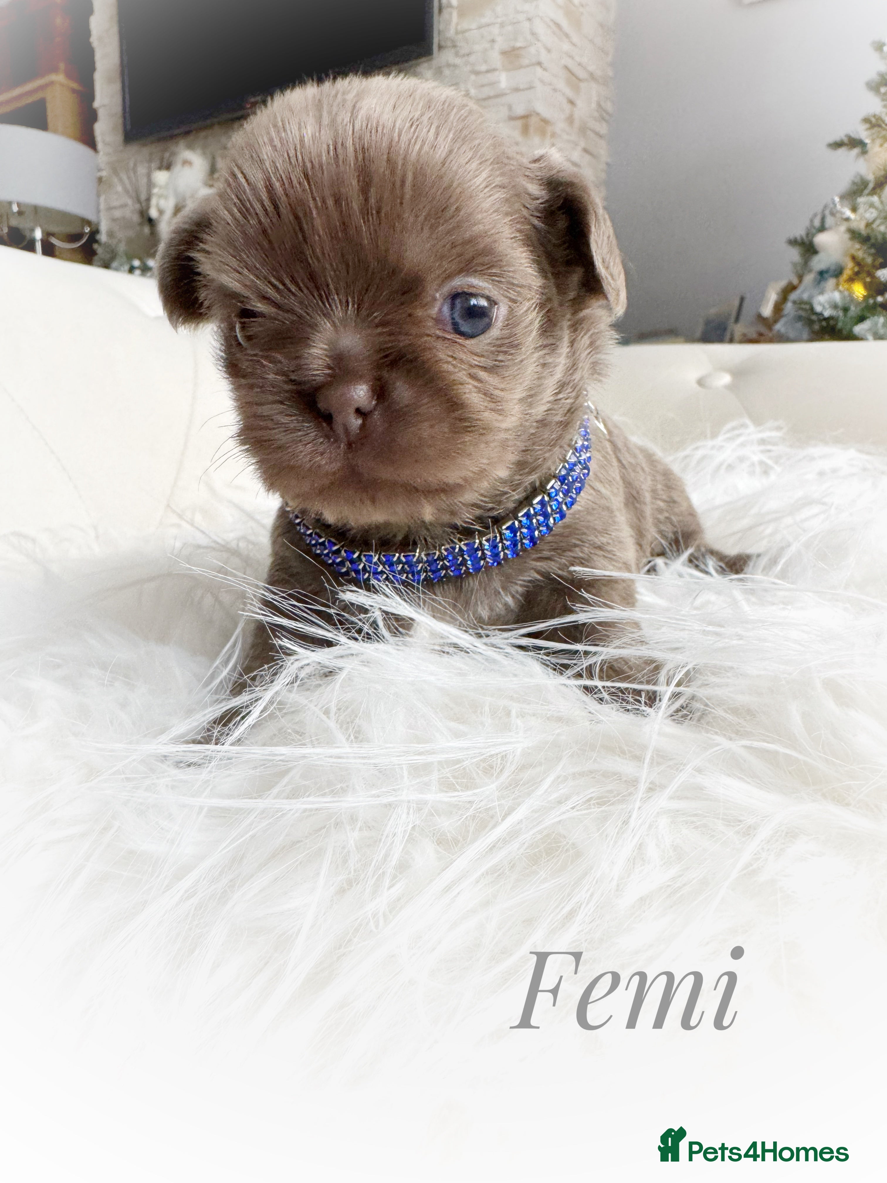 Chihuahua dogs Kc reg chocolate and lilac LC quality puppies - Advert 6