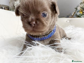 Chihuahua dogs Kc reg chocolate and lilac LC quality puppies - Advert 6