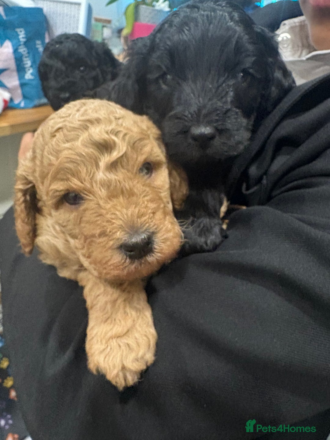 Cockapoo dogs for sale: Gorgeous Litter  - Advert 4