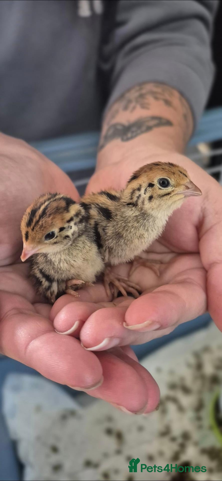 Quail poultry Soon to be available coturnix quail chicks.  - Advert 5