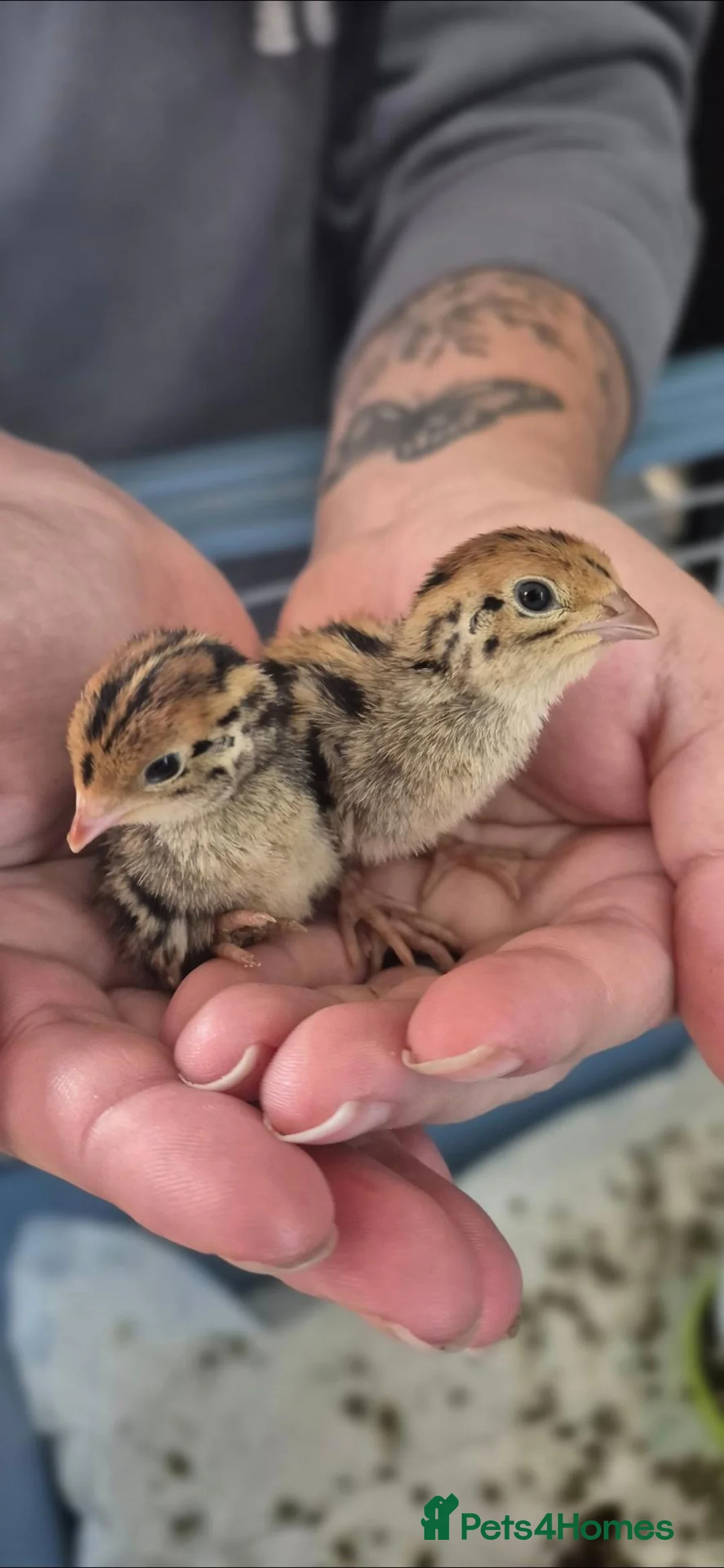 Quail poultry for sale: Soon to be available coturnix quail chicks.  - Advert 1