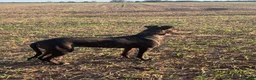 Lurcher dogs for sale: Deerhound/Alaunt  X  Poodle/Saluki puppies  - Advert 15