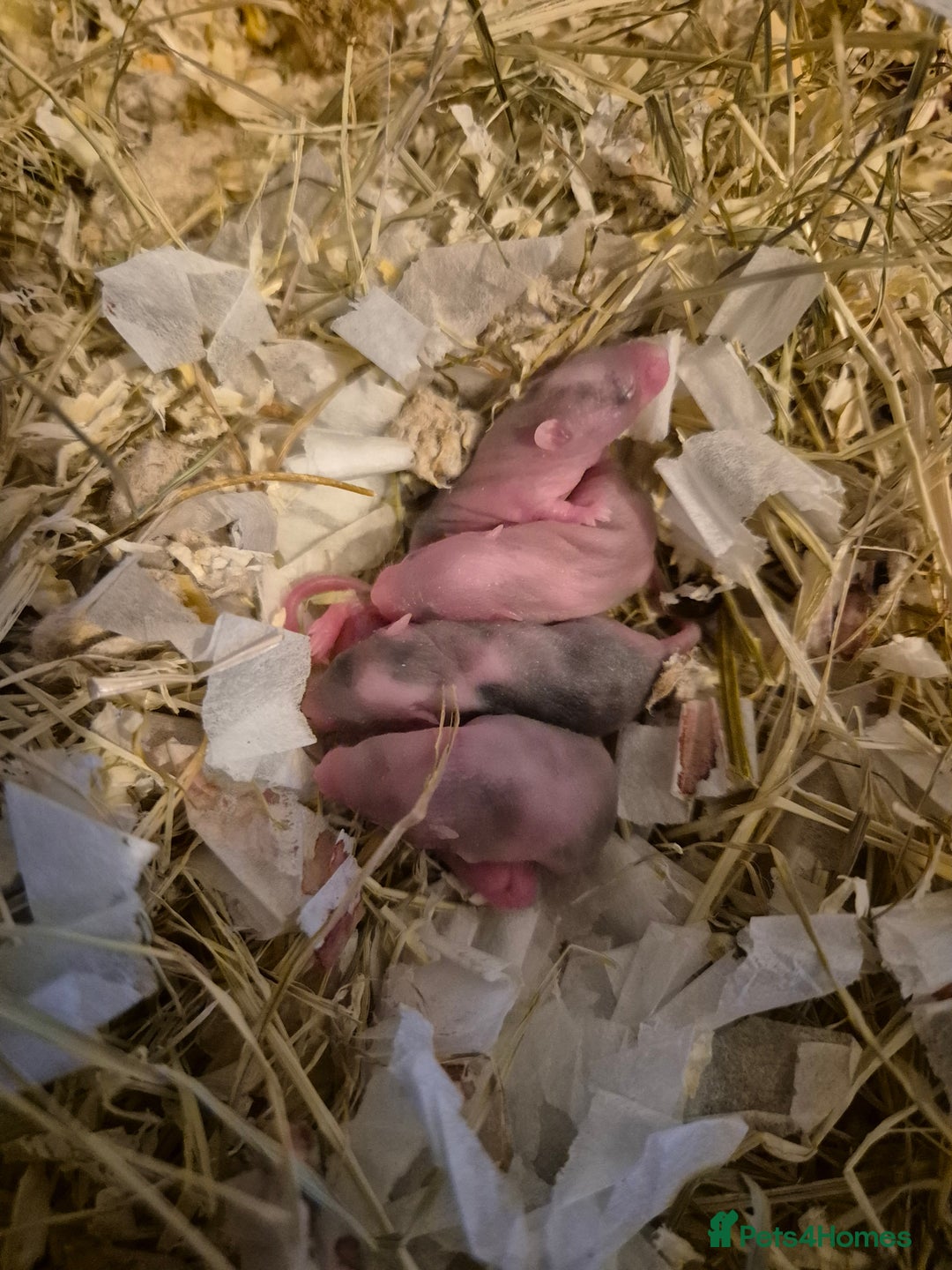 Mouse rodents for sale: Fancy mice looking for homes - Advert 1