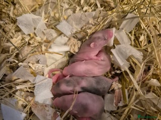 Mouse rodents Fancy mice looking for homes - Advert 4