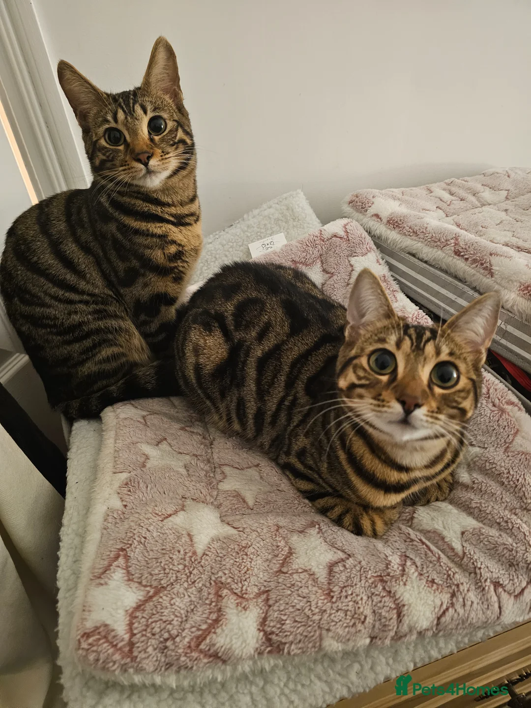 Bengal cats for sale: 2 beautiful bengal X shorthairs in London - Advert 1