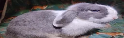 Mini Lop rabbits for sale: Mini Lop lilac otter VM / blue split, blue eyes. - Advert 2