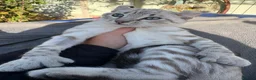 Keetso cats for sale: Superb polydactyl curled eared Keetso kittens.  - Advert 12