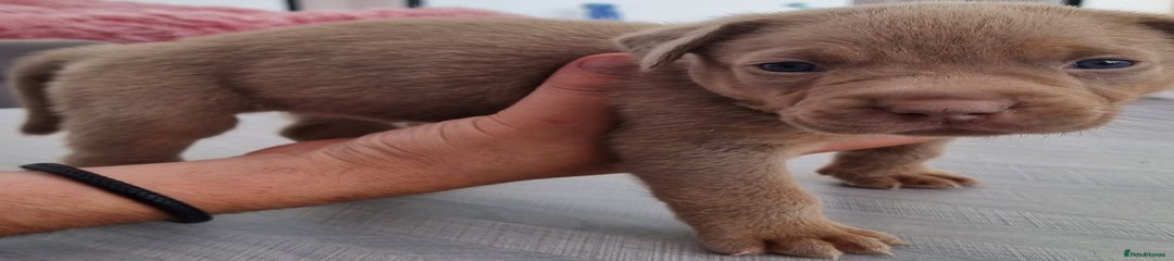 American Bully Puppy 3