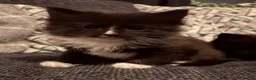 Maine Coon cats for sale: Maine Coon Cross Kittens - Advert 22