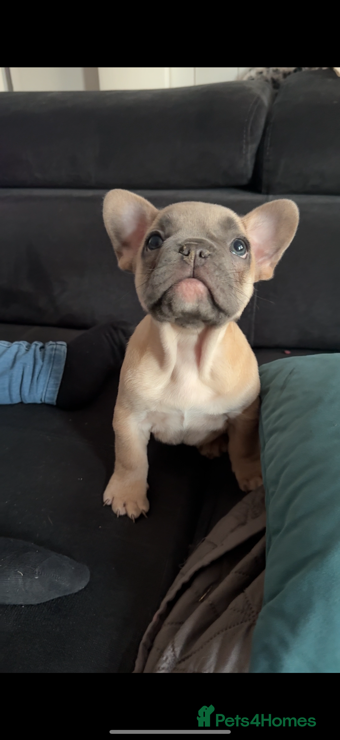 French Bulldog dogs French bulldog  - Advert 1