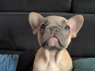 French Bulldog dogs French bulldog - Advert 2