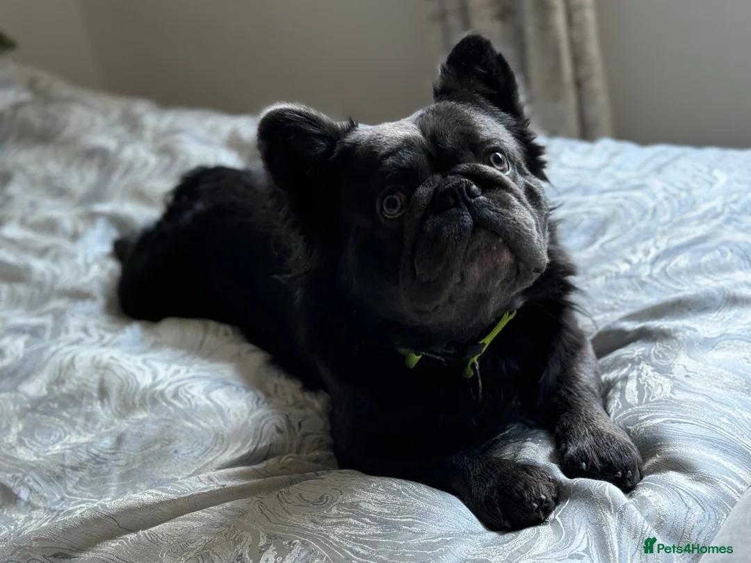 French Bulldog dogs for stud: Fluffy Frenchie For Stud in Glasgow - Advert 2