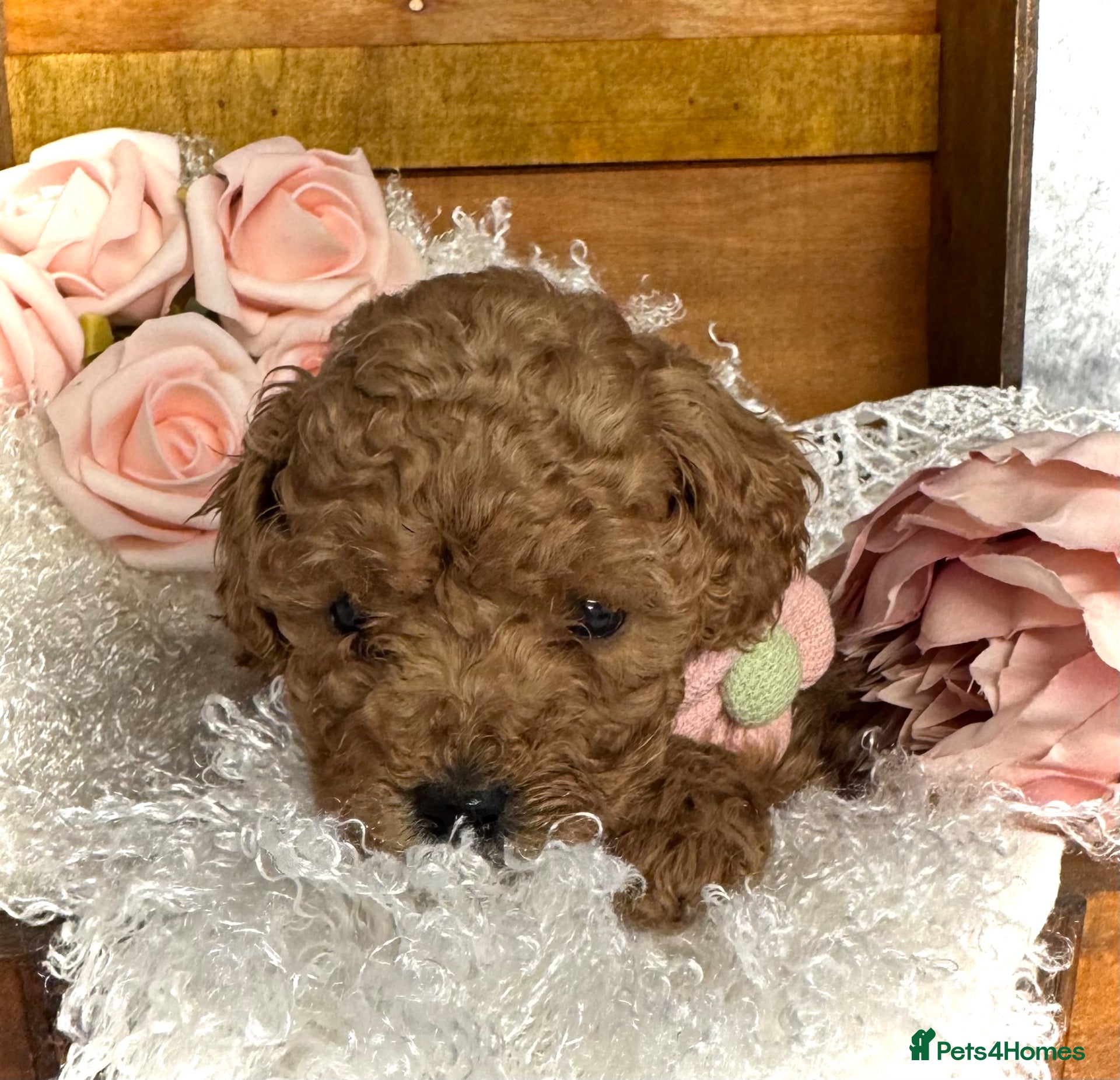 Toy Poodle dogs Red Asian x Toy Poodle  - Advert 16