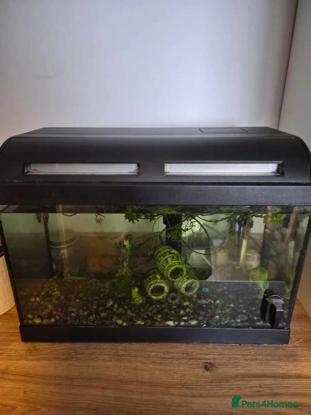 Shrimps fish for sale: Free amano shrimp and nereid snail in Slough - Advert 1