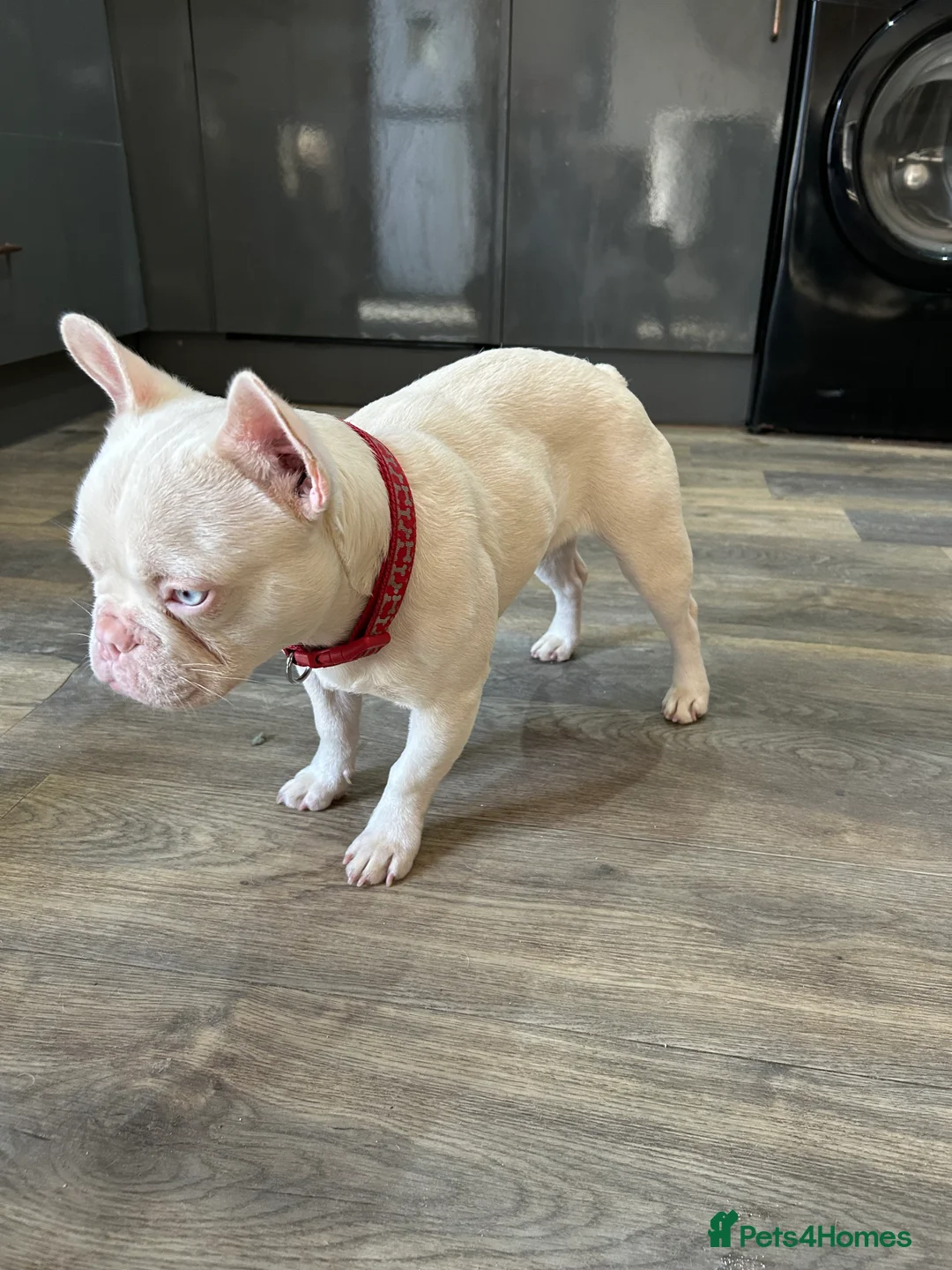 French Bulldog dogs for sale: Pink French bulldog male - Advert 2