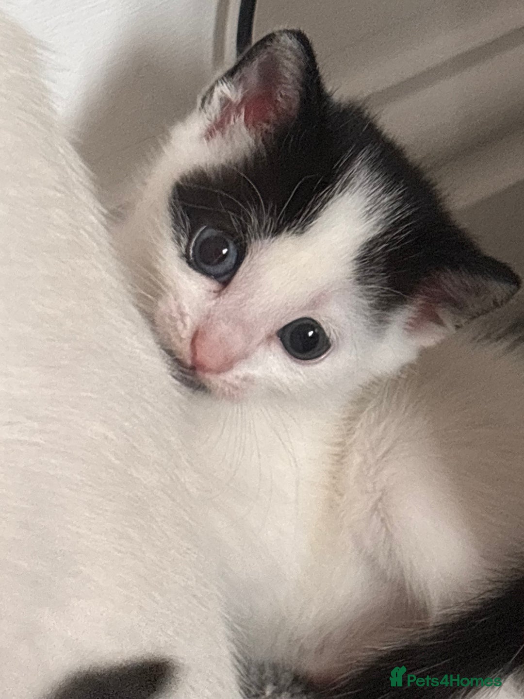 Mixed Breed cats for sale: Kittens available for sale with heterochromia - Image 9