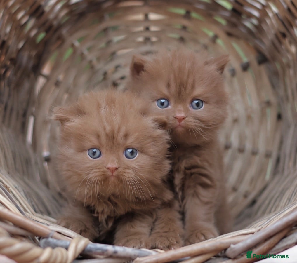 British Shorthair cats PEDIGREE BRITISH SHORTHAIR KITTENS - Advert 1