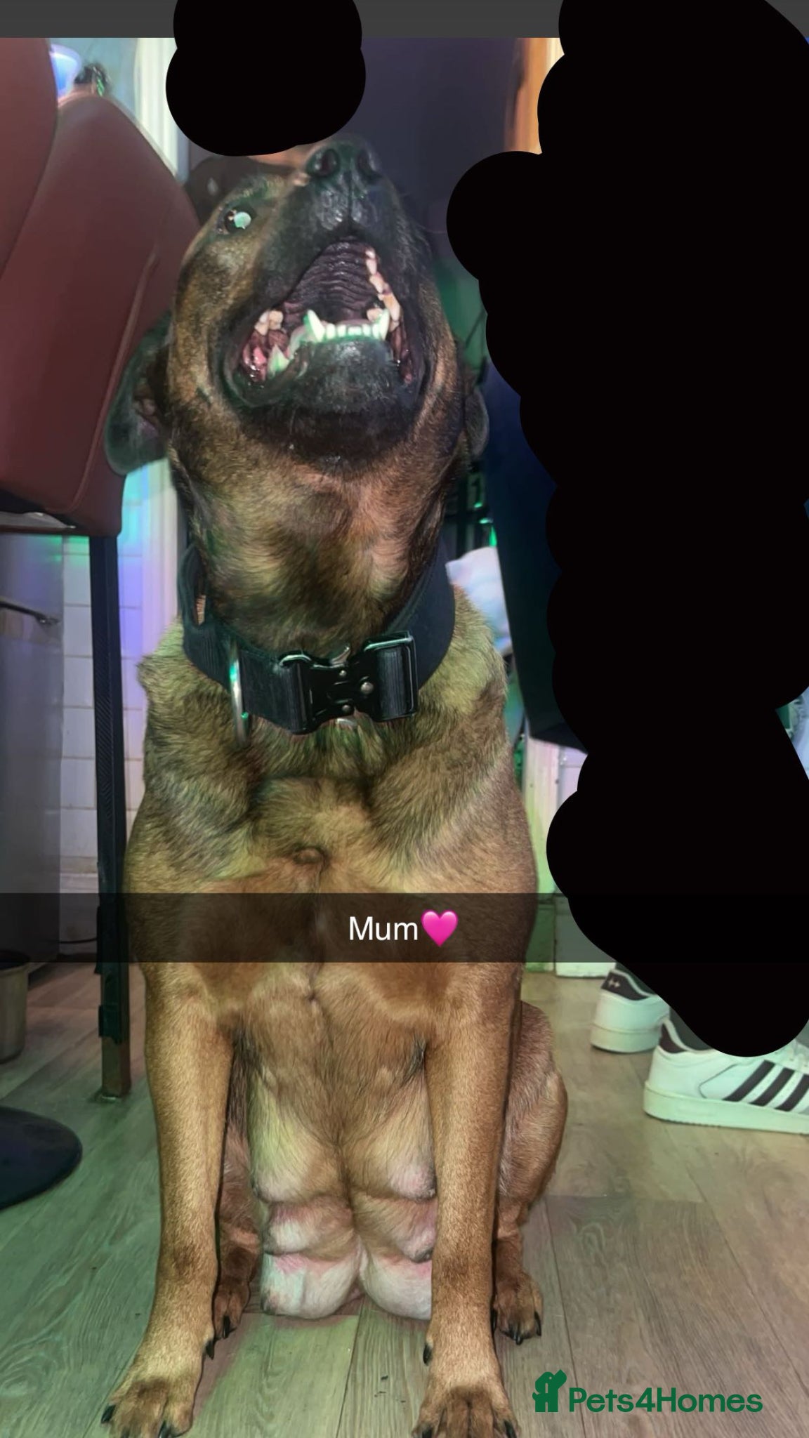 Mixed Breed dogs Jack Russel x Rottweilers x wolfhounds - Advert 1