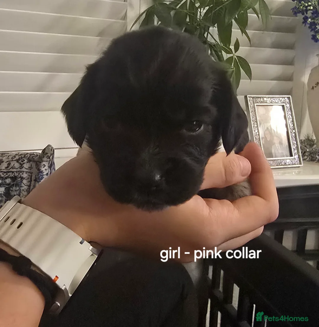 Sprocker dogs for sale: Sprocker spaniel pups - Advert 3