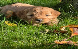 Cockapoo dogs for sale: F1b Toy Cockapoos 5⭐️ Licensed Breeder DNA Clear - Image 11