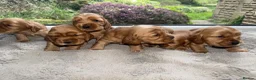 Cocker Spaniel dogs for sale: KC REG SHOW TYPE GOLDEN COCKER SPANIELS  - Advert 4