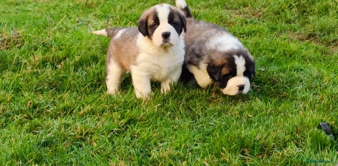 Saint Bernard dogs for sale: Exceptional litter of fabulous quality Saints  - Advert 5