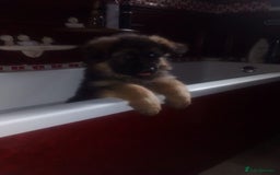 German Shepherd dogs for sale: German shepherd pups for sale  - Image 16