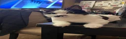 Mixed Breed cats for sale: 2 Adult Cats For Adoption  - Advert 4