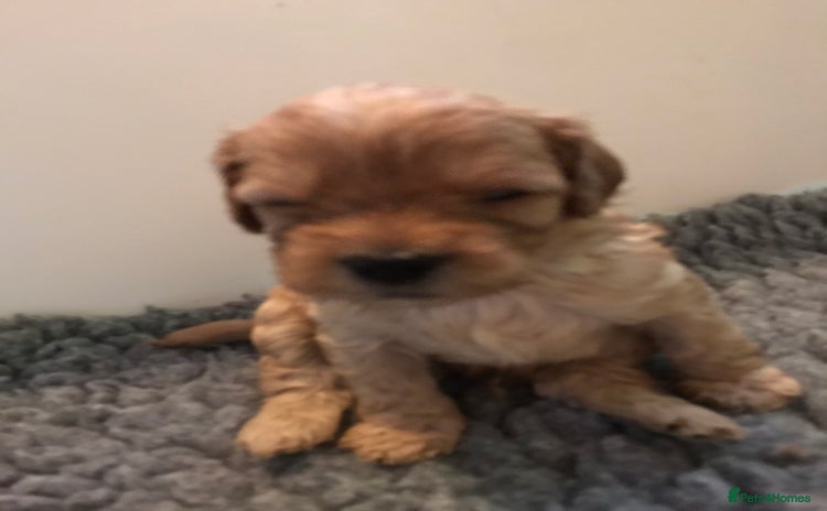 Cavapoo dogs - Advert 10