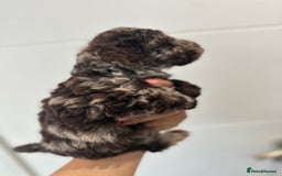 Cavapoo dogs for stud: Premium Cavapoo Chocolate Phantom Parti Stud  in Rickmansworth - Image 16